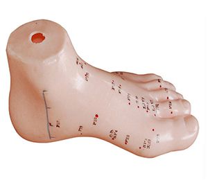 Foot acupuncture model to help health
